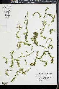 Elodea nuttallii image