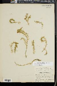 Elodea nuttallii image