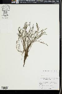 Elodea nuttallii image