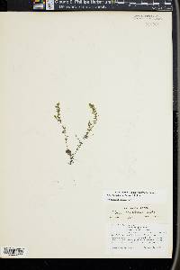 Elodea nuttallii image