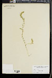 Elodea canadensis image