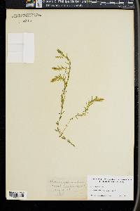 Elodea canadensis image