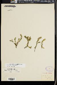 Elodea nuttallii image