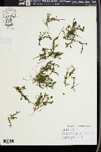 Elodea nuttallii image