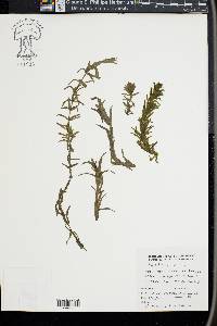 Elodea canadensis image