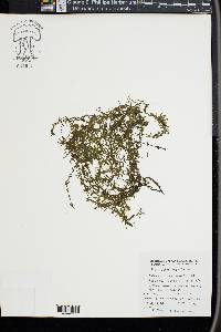 Elodea nuttallii image
