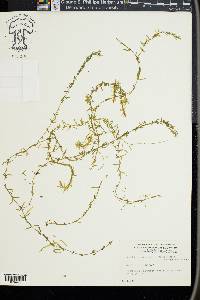 Elodea canadensis image