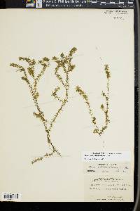 Elodea nuttallii image