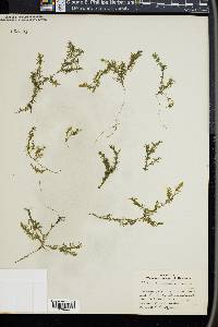 Elodea canadensis image