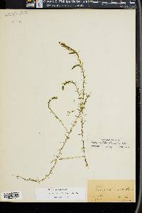 Elodea nuttallii image