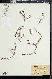 Elodea nuttallii image