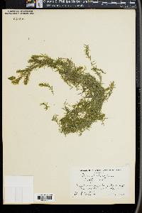 Elodea canadensis image