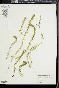 Elodea canadensis image