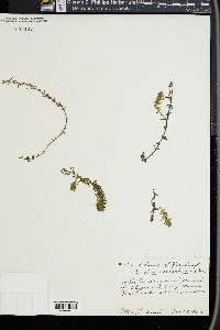 Elodea canadensis image