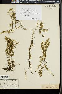 Elodea canadensis image