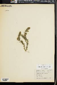 Elodea canadensis image