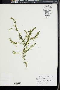 Hydrilla verticillata image