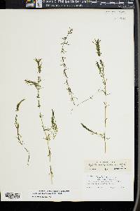 Hydrilla verticillata image