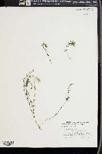 Hydrilla verticillata image