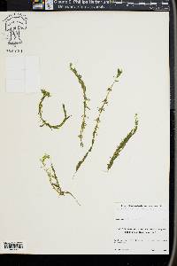 Hydrilla verticillata image