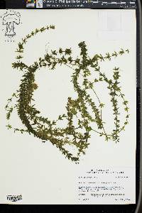 Hydrilla verticillata image