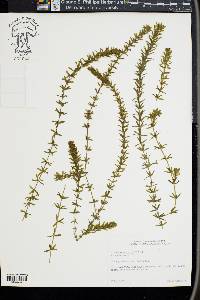 Hydrilla verticillata image