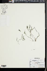 Najas minor image