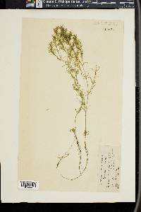 Najas flexilis image