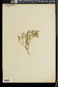 Najas flexilis image