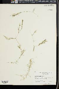 Najas gracillima image