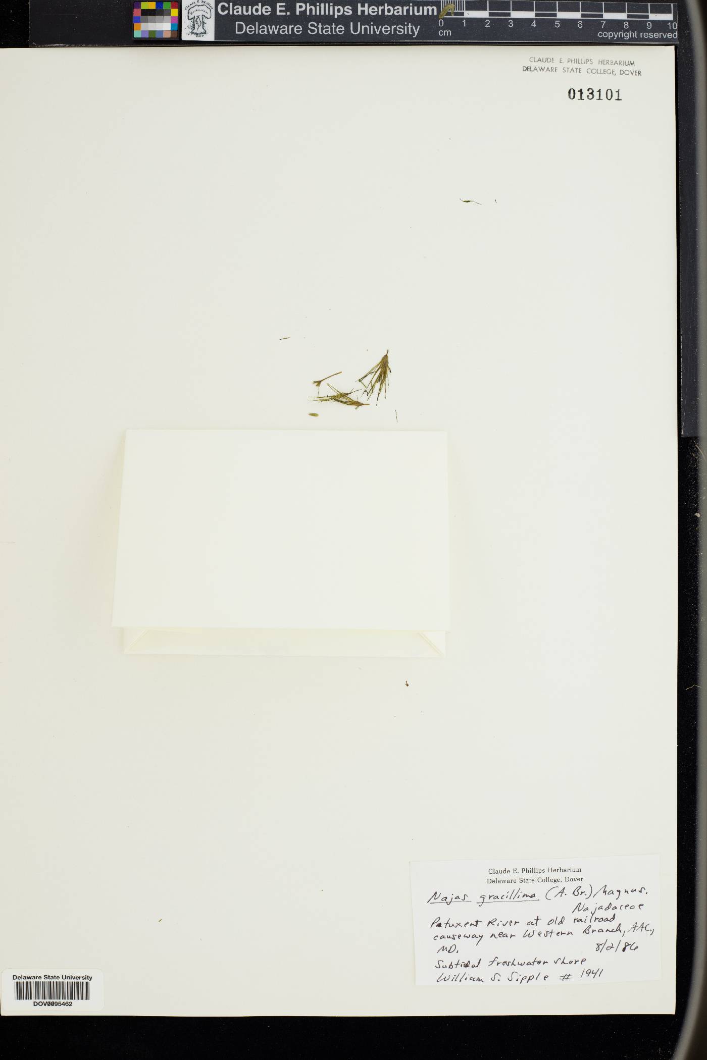Najas gracillima image