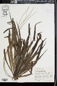 Stratiotes aloides image