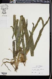 Vallisneria americana image