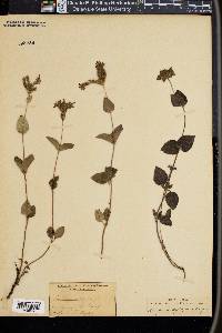 Draperia systyla image