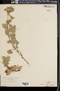 Draperia systyla image