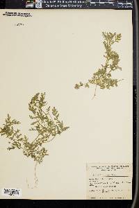 Ellisia torreyi image
