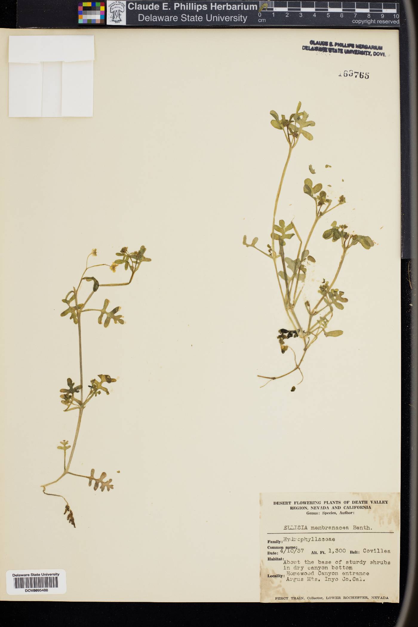 Ellisia membranacea image