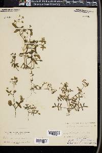 Ellisia membranacea image