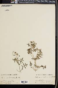 Ellisia membranacea image