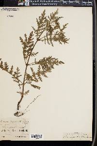 Ellisia chrysanthemifolia image