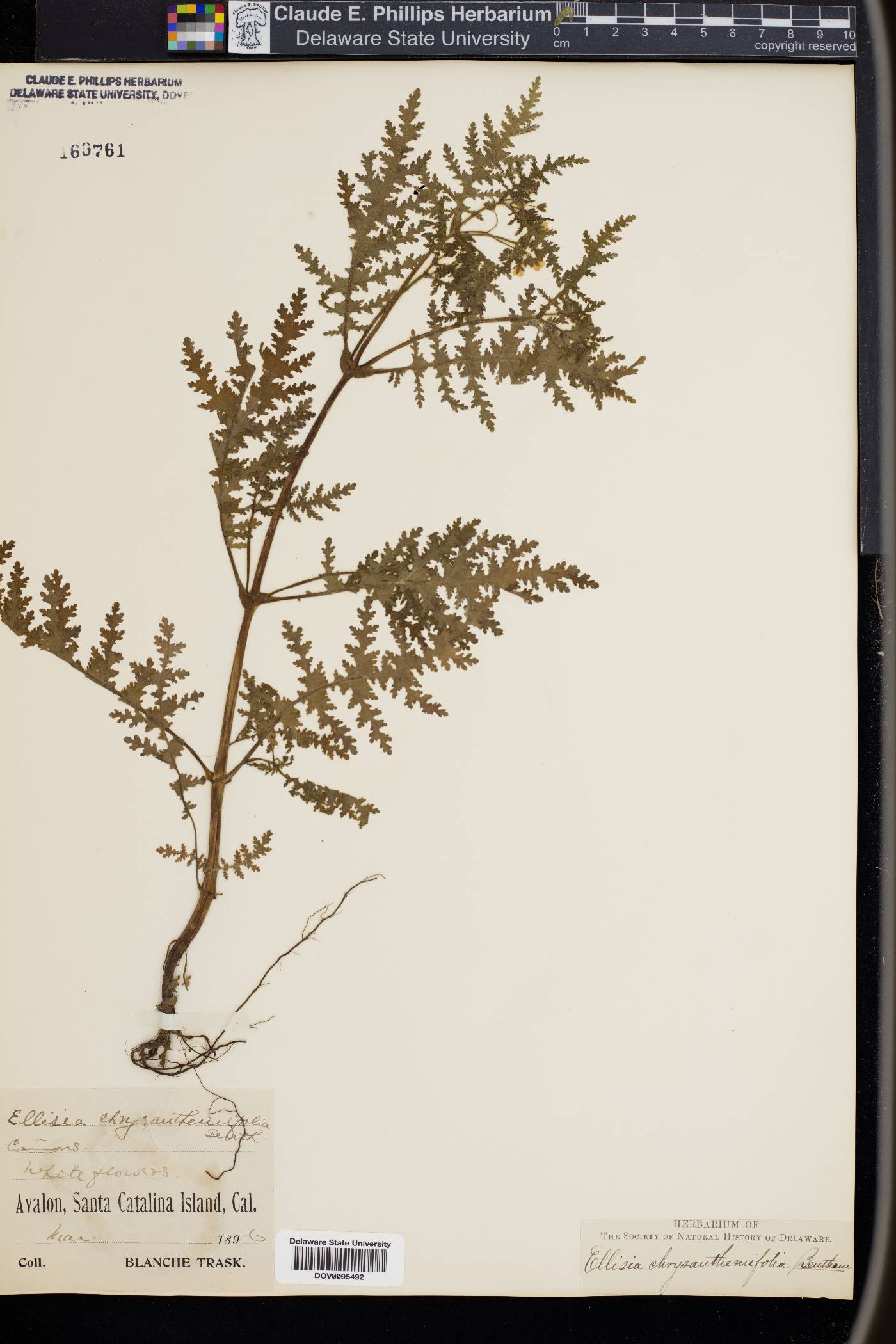 Ellisia chrysanthemifolia image