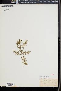 Ellisia chrysanthemifolia image