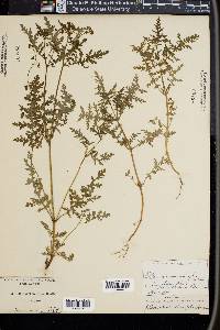 Ellisia chrysanthemifolia image