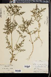 Ellisia chrysanthemifolia image