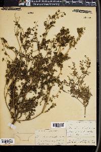 Ellisia chrysanthemifolia image