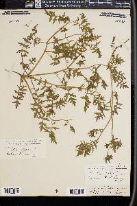 Ellisia nyctelea image