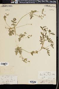 Ellisia torreyi image