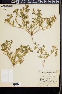 Emmenanthe lutea image