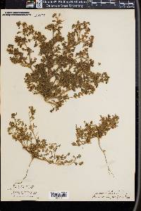 Phacelia inundata image