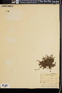 Phacelia inundata image